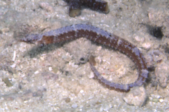 Micrognathus andersonii